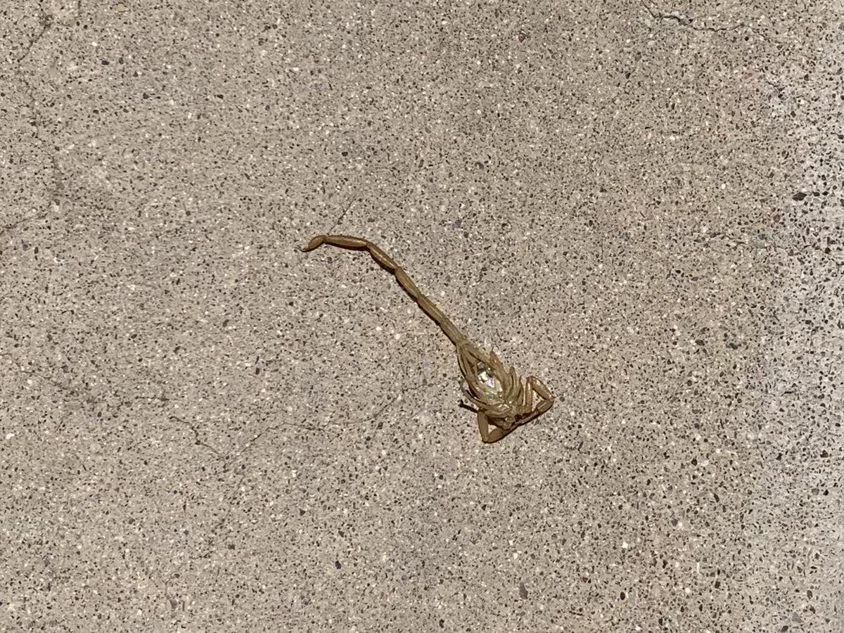 Bark scorpion found on a concrete walkway at an East Valley home during a Peterson Pest Management service call