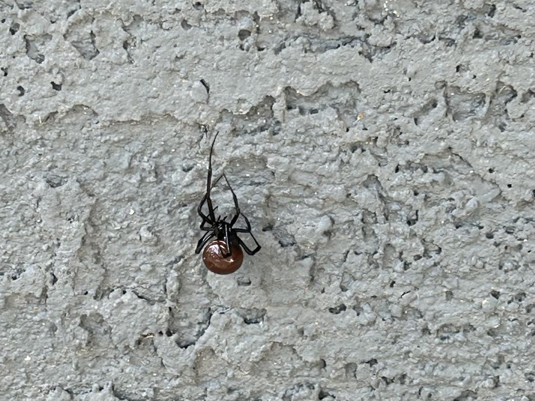 Spider on the exterior block wall of an East Valley home, found on a Peterson Pest Management service call